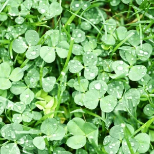 Mini Clover Lawn Seeds - White Dutch Clover Ground Cover - Low Maintenance - 20 Seeds - Image 7