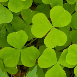 Mini Clover Lawn Seeds - White Dutch Clover Ground Cover - Low Maintenance - 20 Seeds - Image 8