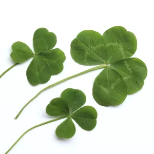Mini Clover Lawn Seeds - White Dutch Clover Ground Cover - Low Maintenance - 20 Seeds - Image 9