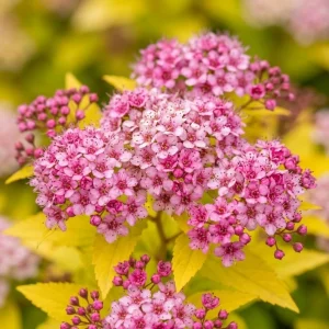 Mini Gold Mound Spirea Live Plant - Dwarf Shrub, 5-8" Tall in Quart Pot, Outdoor - Image 2