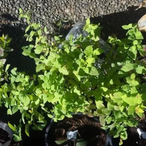 Mini Gold Mound Spirea Live Plant - Dwarf Shrub, 5-8" Tall in Quart Pot, Outdoor - Image 3