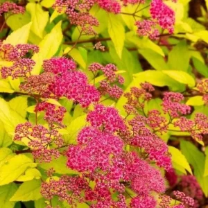 Mini Gold Mound Spirea Live Plant - Dwarf Shrub, 5-8" Tall in Quart Pot, Outdoor - Image 4