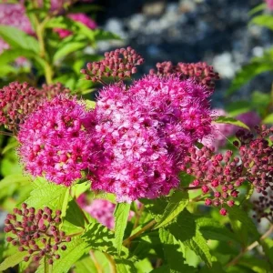 Mini Gold Mound Spirea Live Plant - Dwarf Shrub, 5-8" Tall in Quart Pot, Outdoor - Image 5