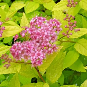 Mini Gold Mound Spirea Live Plant - Dwarf Shrub, 5-8" Tall in Quart Pot, Outdoor - Image 6