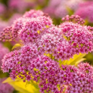 Mini Gold Mound Spirea Live Plant - Dwarf Shrub, 5-8" Tall in Quart Pot, Outdoor - Image 7