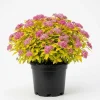Mini Gold Mound Spirea Live Plant - Dwarf Shrub, 5-8" Tall in Quart Pot, Outdoor - Image 1