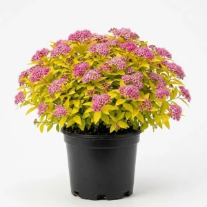 Mini Gold Mound Spirea Live Plant - Dwarf Shrub, 5-8" Tall in Quart Pot, Outdoor - Image 1