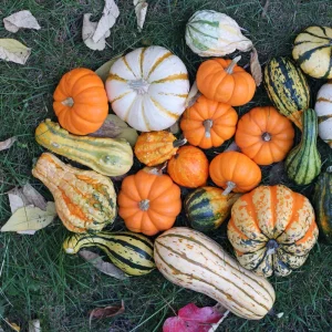 Mixed Gourd Seeds - Large & Small Decorative Gourds - 10 Seeds - Image 10