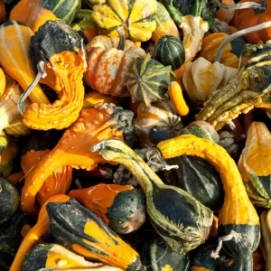 Mixed Gourd Seeds - Large & Small Decorative Gourds - 10 Seeds - Image 11
