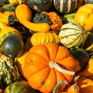 Mixed Gourd Seeds - Large & Small Decorative Gourds - 10 Seeds - Image 12