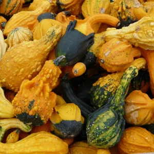 Mixed Gourd Seeds - Large & Small Decorative Gourds - 10 Seeds - Image 13