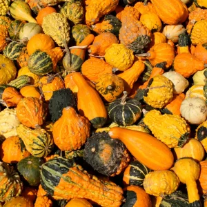 Mixed Gourd Seeds - Large & Small Decorative Gourds - 10 Seeds - Image 2