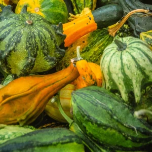 Mixed Gourd Seeds - Large & Small Decorative Gourds - 10 Seeds - Image 5