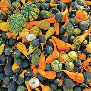 Mixed Gourd Seeds - Large & Small Decorative Gourds - 10 Seeds - Image 6
