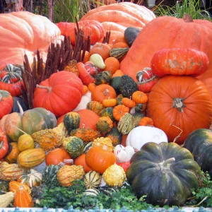 Mixed Gourd Seeds - Large & Small Decorative Gourds - 10 Seeds - Image 7