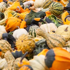 Mixed Gourd Seeds - Large & Small Decorative Gourds - 10 Seeds - Image 8