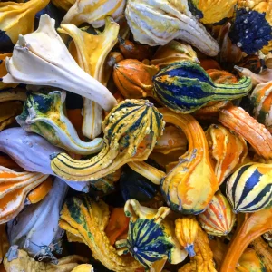 Mixed Gourd Seeds - Large & Small Decorative Gourds - 10 Seeds - Image 9