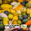 Mixed Gourd Seeds - Large & Small Decorative Gourds - 10 Seeds - Image 1
