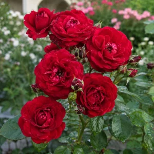 Monalisa Rose Seeds - 30 Seeds - Elegant Pink & Cream Blooms - Fragrant Garden Rose - Image 5