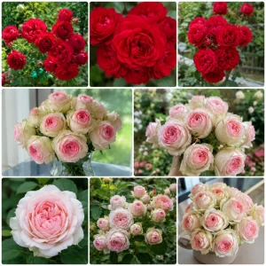 Monalisa Rose Seeds - 30 Seeds - Elegant Pink & Cream Blooms - Fragrant Garden Rose - Image 6