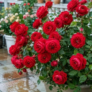 Monalisa Rose Seeds - 30 Seeds - Elegant Pink & Cream Blooms - Fragrant Garden Rose - Image 7