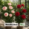 Monalisa Rose Seeds - 30 Seeds - Elegant Pink & Cream Blooms - Fragrant Garden Rose - Image 1