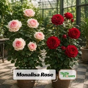 Monalisa Rose Seeds - 30 Seeds - Elegant Pink & Cream Blooms - Fragrant Garden Rose - Image 1