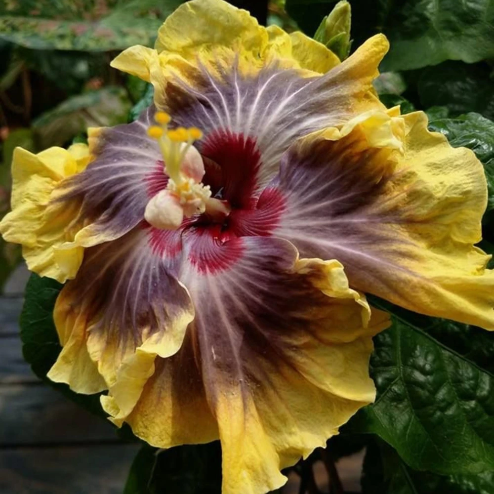 Moorea Silver Sun Hibiscus Seeds - Tropical Exotic Flowering Plant - 30 Seeds - Image 2