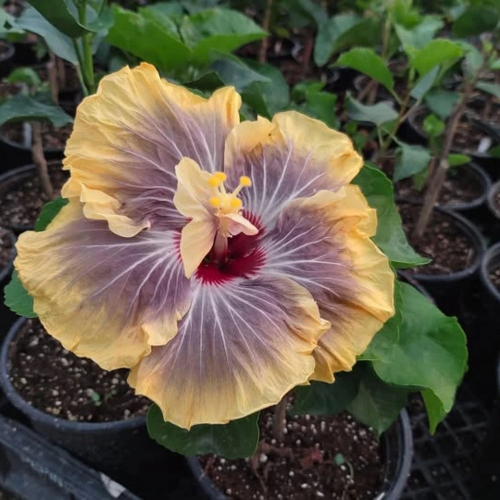 Moorea Silver Sun Hibiscus Seeds - Tropical Exotic Flowering Plant - 30 Seeds - Image 3