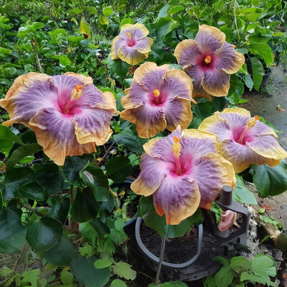 Moorea Silver Sun Hibiscus Seeds - Tropical Exotic Flowering Plant - 30 Seeds - Image 4