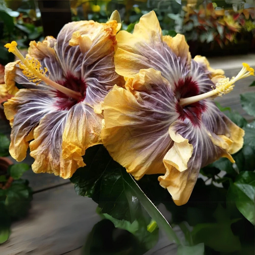 Moorea Silver Sun Hibiscus Seeds - Tropical Exotic Flowering Plant - 30 Seeds - Image 5