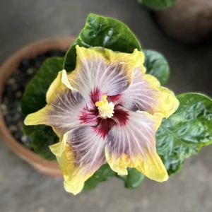 Moorea Silver Sun Hibiscus Seeds - Tropical Exotic Flowering Plant - 30 Seeds - Image 6