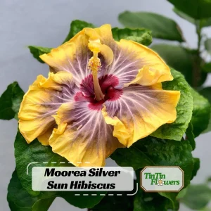Moorea Silver Sun Hibiscus Seeds - Tropical Exotic Flowering Plant - 30 Seeds - Image 7