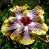 Moorea Silver Sun Hibiscus Seeds - Tropical Exotic Flowering Plant - 30 Seeds - Image 1