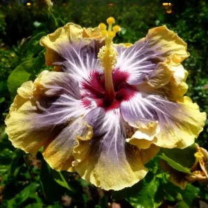 Moorea Silver Sun Hibiscus Seeds - Tropical Exotic Flowering Plant - 30 Seeds - Image 1