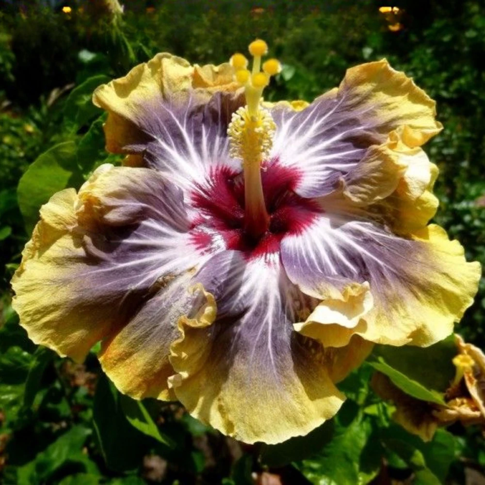 Moorea Silver Sun Hibiscus Seeds - Tropical Exotic Flowering Plant - 30 Seeds - Image 1