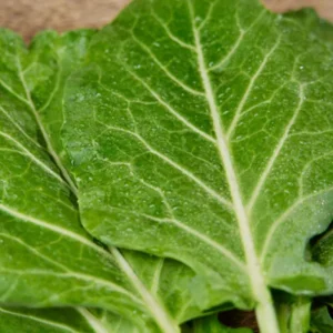 Morris Heading Kale Seeds - Brassica oleracea var. viridis - 20 Seed Pack - Image 2