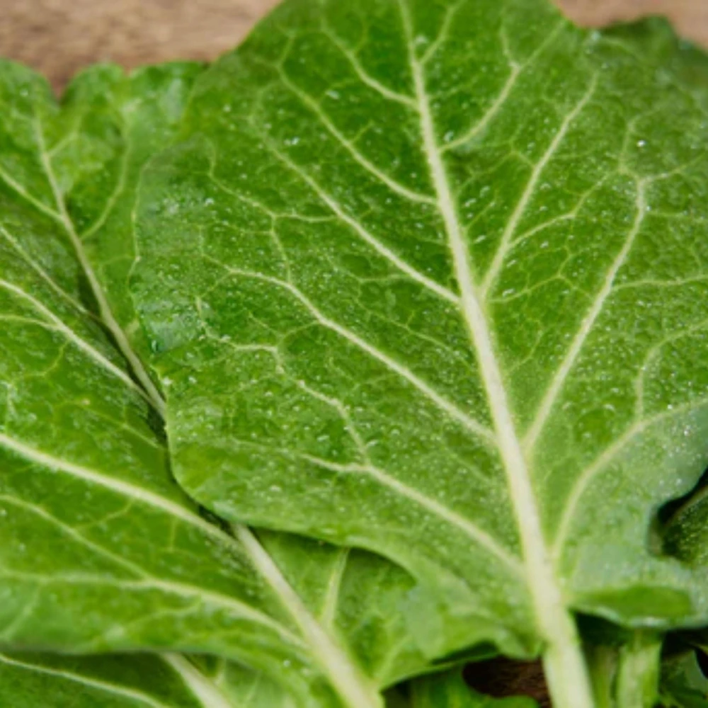 Morris Heading Kale Seeds - Brassica oleracea var. viridis - 20 Seed Pack - Image 2