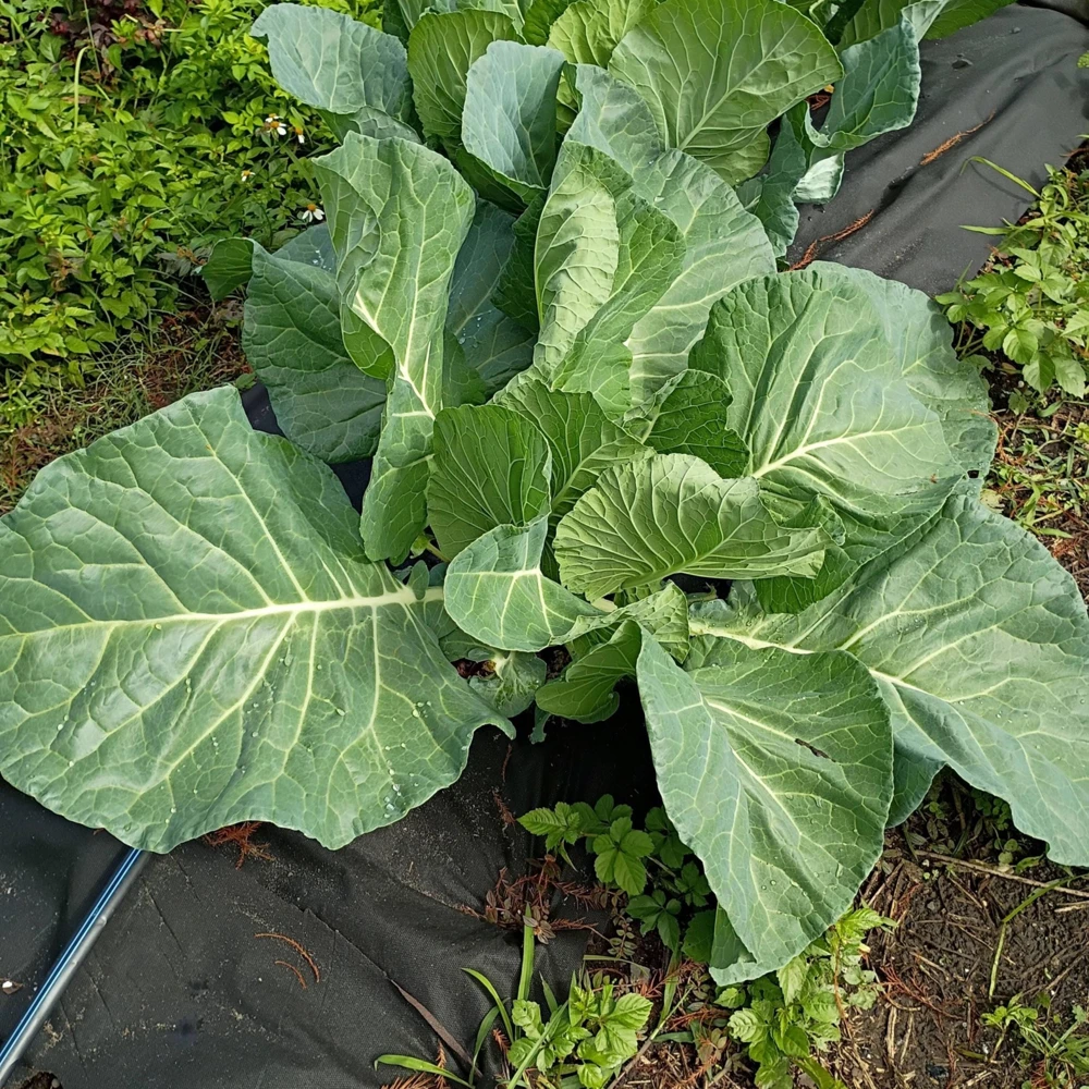 Morris Heading Kale Seeds - Brassica oleracea var. viridis - 20 Seed Pack - Image 3