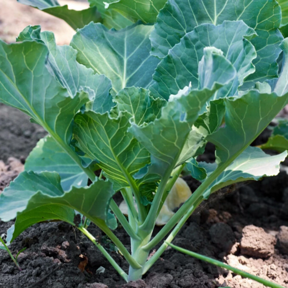 Morris Heading Kale Seeds - Brassica oleracea var. viridis - 20 Seed Pack - Image 4