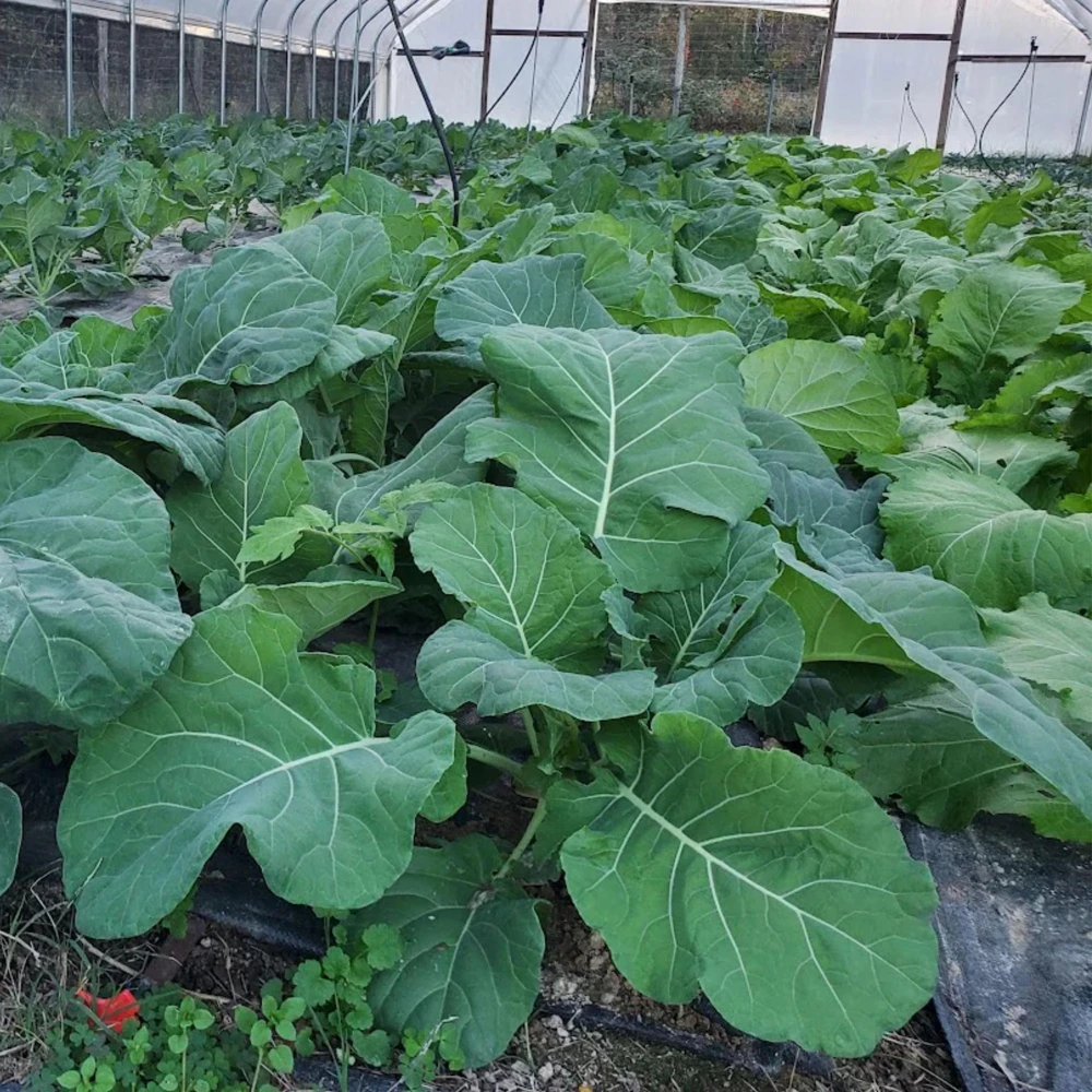 Morris Heading Kale Seeds - Brassica oleracea var. viridis - 20 Seed Pack - Image 6
