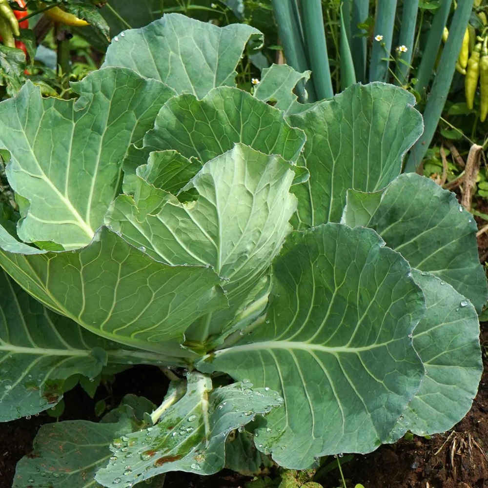 Morris Heading Kale Seeds - Brassica oleracea var. viridis - 20 Seed Pack - Image 7