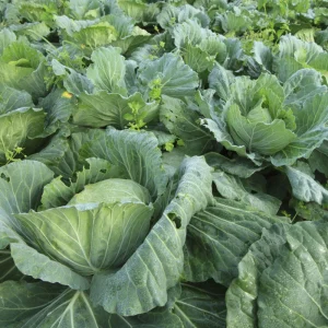 Morris Heading Kale Seeds - Brassica oleracea var. viridis - 20 Seed Pack - Image 8