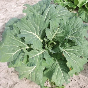 Morris Heading Kale Seeds - Brassica oleracea var. viridis - 20 Seed Pack - Image 9
