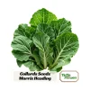 Morris Heading Kale Seeds - Brassica oleracea var. viridis - 20 Seed Pack - Image 1