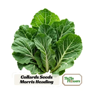 Morris Heading Kale Seeds - Brassica oleracea var. viridis - 20 Seed Pack - Image 1
