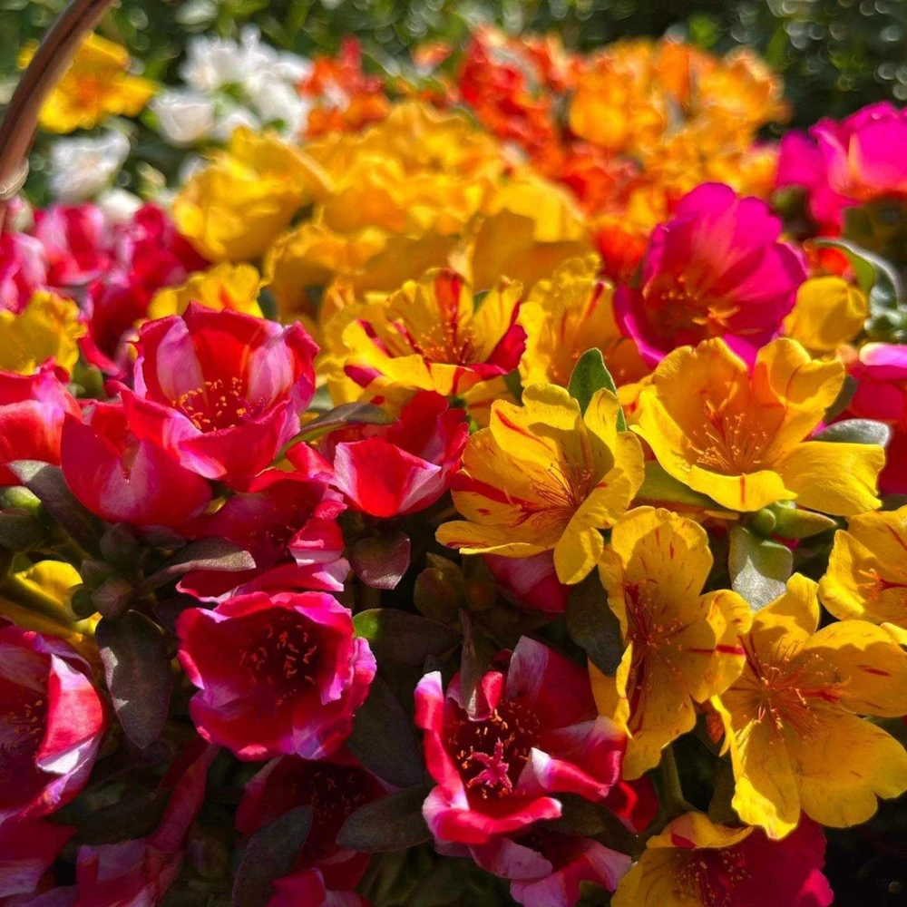 Moss Rose Mix Seeds - Portulaca Grandiflora - Colorful Succulent Flowers - Image 10