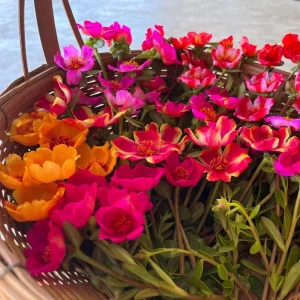Moss Rose Mix Seeds - Portulaca Grandiflora - Colorful Succulent Flowers - Image 11