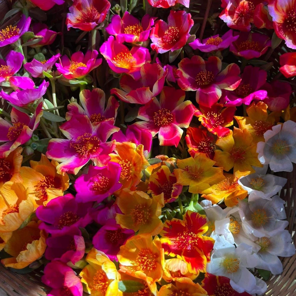 Moss Rose Mix Seeds - Portulaca Grandiflora - Colorful Succulent Flowers - Image 12