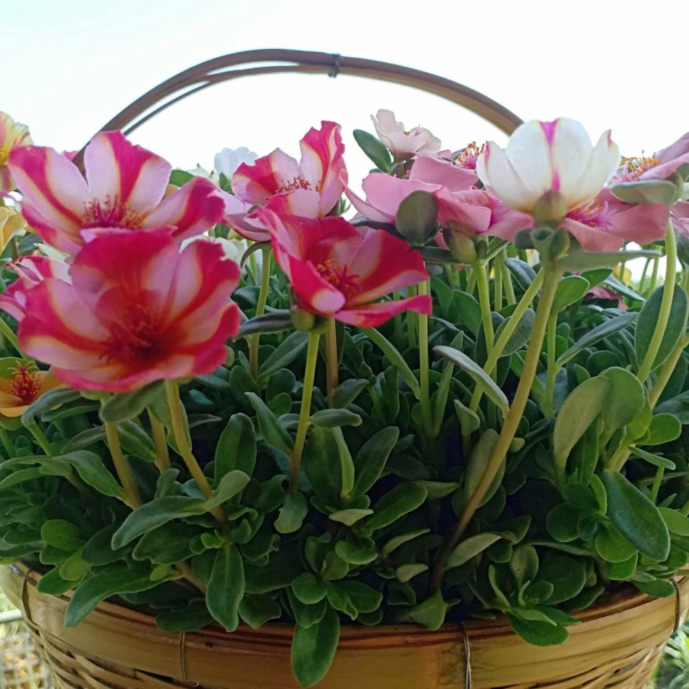 Moss Rose Mix Seeds - Portulaca Grandiflora - Colorful Succulent Flowers - Image 13